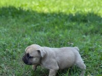 Çok acil son bir adet dişi french bulldog kalmıştır