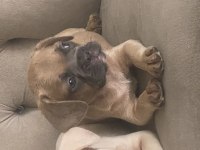 French bulldog erkek yavrumuz