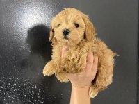 Maltipoo bebekler teslime hazır