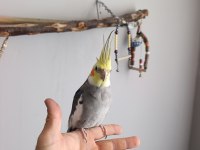 Konuşan Sultan Papağanı Full Evcil