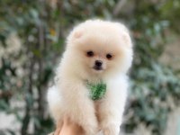 Pomeranian boo 2 aylık orjinal yavrularımız