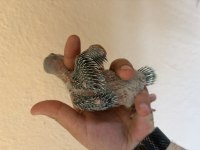 Bebek Pakistan Papağanım