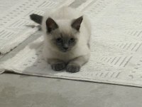 Safkan Şecereli Scottish Fold Blue Point