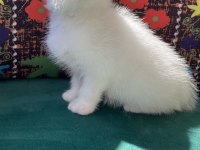 Bembeyaz kırık kulak scottish fold yavru