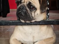 Orjinal sıfır burun gül kuyruk pug