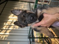 Alman Çoban Köpeği Yavruları