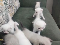 Scottish fold blue point