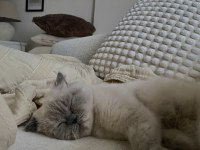 Blue point british shorthair