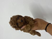 Poodle akademi