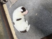 A kalite border collie yavrular