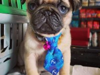Hamburger Face Gül Kuyruk Pug Mops Bebek