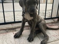 Cane corso blue renk bir dişi ve bir erkek