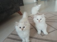 Uysal oyuncu 3 dişi ve 1 erkek british longhair yavrular