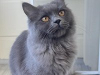 Uyguna dişi british longhair
