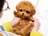 ANTIALERJIK TOY POODLE BEBEKLERIM