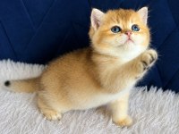 British shorthair ve longhair golden yavrular