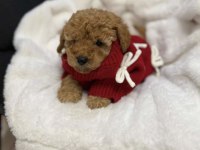 Red Brown Poodle