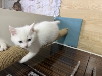 SÜT BEYAZ PAŞA KEDİM HAZIR