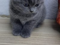 Oyuncu scottish fold
