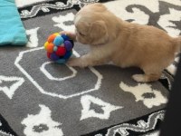 2 aylık erkek yavru pekinez köpeği