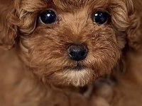 Toy Poodle Sağlıklı