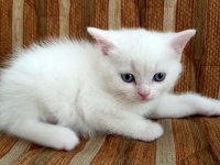 Blue point british shorthair