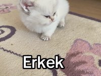 A+ kalite dünyalar güzeli BRİTİSH SHORTHAİR yavrular