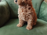 Poodle Erkek Yavru