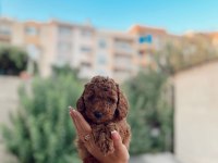 Ev ortamında kore poodle bebekler