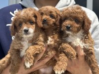 Ankaranın en güzel maltipoo yavruları