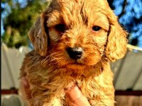 Maltipoo yavrularımız yeni yuvalarına gitmeye hazır