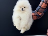 Tea Cup Sçr Li Pomeranian Yavrular Petmode Den