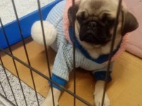 Pug köpeğimiz