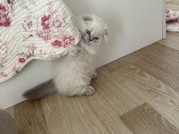 Scottish Longhair