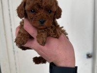 Kore Poodle Yavrular