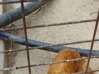 Köpeğimize yeni ailesini arıyoruz