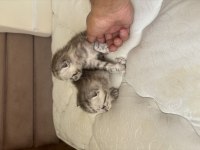 Scottish fold mearbel cins