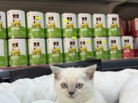 British Shorthair Blue Point