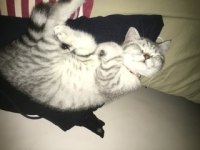 3 aylık yavru british shorthair kedimizin kum eğitimi var
