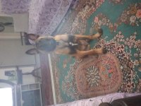 Belçika malinoisi