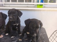 Cane corso yavrular