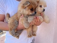 A Kalite Chow Chow Yavrularımız
