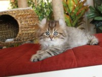 American Curl Türkiyede TEK Safkan Şecereli Zeki Oyuncu