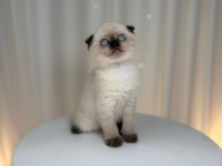 Irk Ve Sağlık Garantili Scottish Fold Yavrularımız