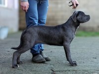 ŞECERELİ FULL AŞILI CANE CORSO YAVRULAR