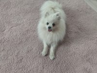 Pomeranian boo 1 yaşında