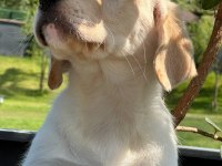 Labrador Retriever Yavruları Muhteşem Formda