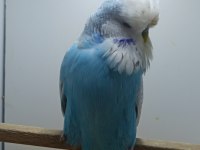 Show jumbo muhabbet kuşlar