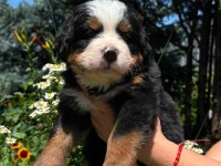 Bernese mountain