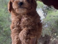 Kore Poodle Dişi Erkek 